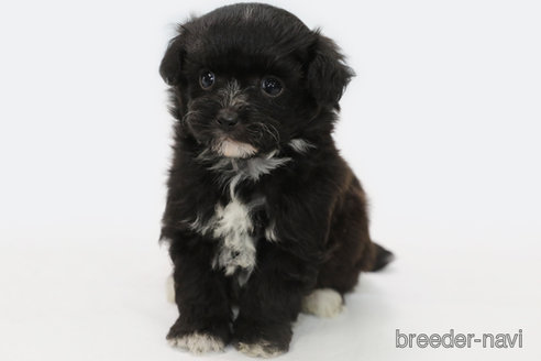 成約済の神奈川県のミックス犬-301726の4枚目